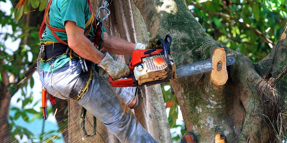 Budapest, in Budapest, Hungary, Gardener, Gardening, Garden service, Landscaping, Tree lopping, felling, Paving service, Patio laying, Asphalt road, Driveway build, Lawn, Fence build, Irrigation system, Maintenance, Design