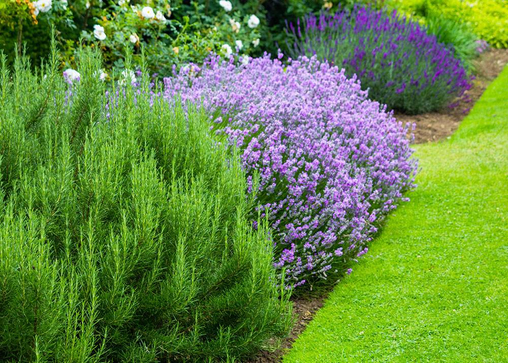 Budapest, in Budapest, Hungary, Gardener, Gardening, Garden service, Landscaping, Tree lopping, felling, Paving service, Patio laying, Asphalt road, Driveway build, Lawn, Fence build, Irrigation system, Maintenance, Design