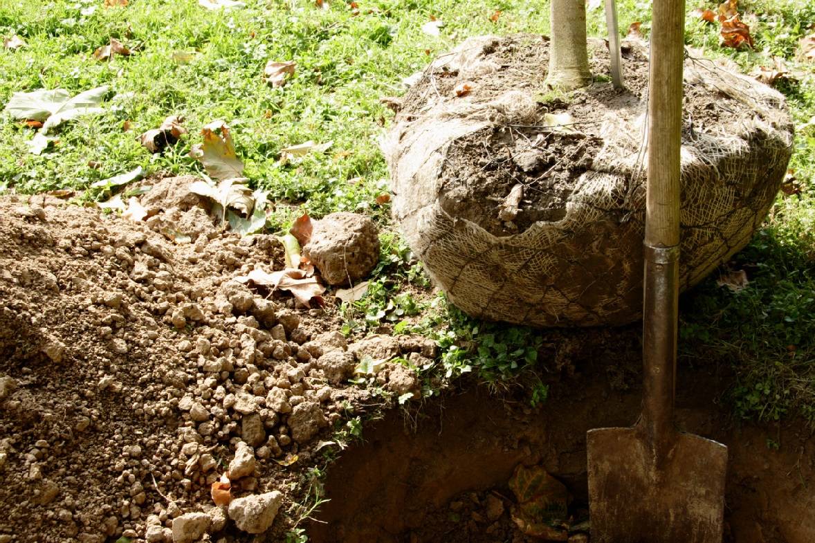 Budapest, in Budapest, Hungary, Gardener, Gardening, Garden service, Landscaping, Tree lopping, felling, Paving service, Patio laying, Asphalt road, Driveway build, Lawn, Fence build, Irrigation system, Maintenance, Design